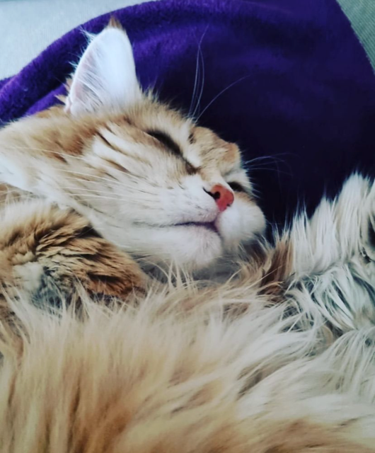 Sibirisk katt Marilyn